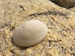 Lepeta concentrica