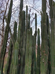 Cereus