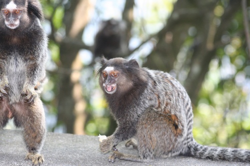 Common × Black-tufted-ear Marmoset