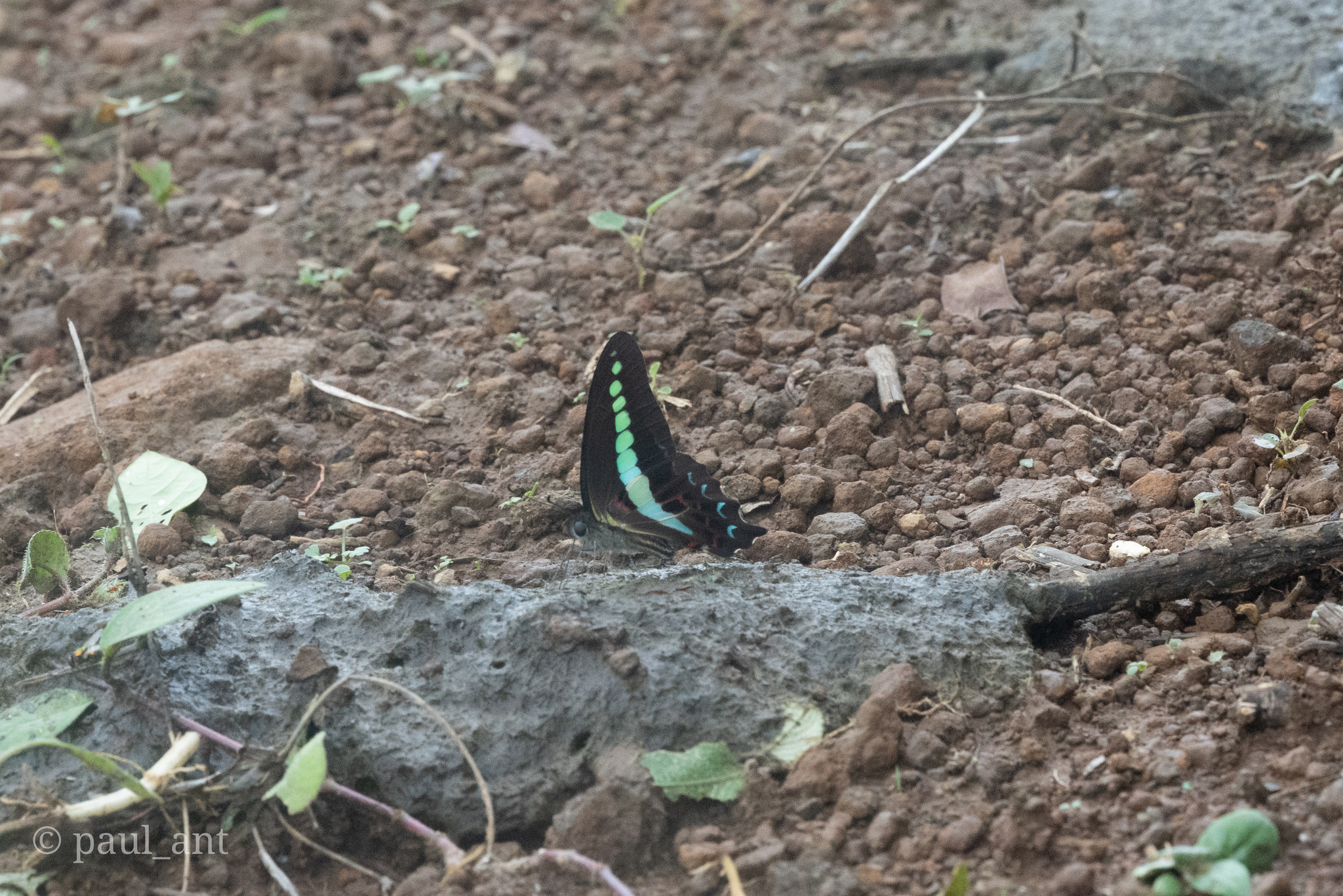 Narrow-Banded Bluebottle