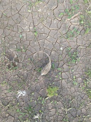 Ibicella lutea