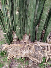 Cereus