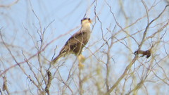 Caracara plancus