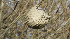 Polybia scutellaris