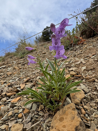 White River beardtongue (Penstemon albifluvis)