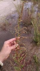 Amaranthus rudis