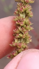 Amaranthus rudis