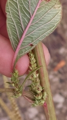 Amaranthus rudis