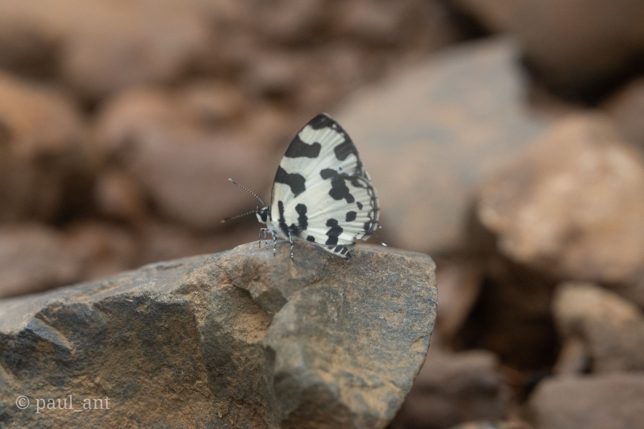 Angled Pierrot