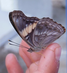 Asterocampa idyja argus