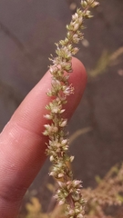 Amaranthus rudis