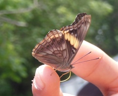 Asterocampa idyja argus