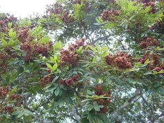 Lonchocarpus rugosus