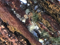 Aulactinia stella