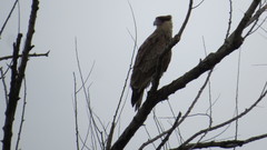 Caracara plancus