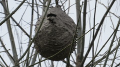 Polybia scutellaris