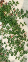 Indigofera spicata