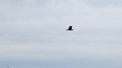 Caracara plancus