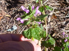 Lamium confertum