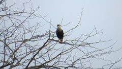 Caracara plancus