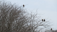 Caracara plancus