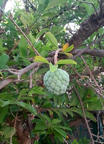 Sweetsop