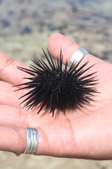 Echinometra lucunter