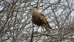 Caracara plancus