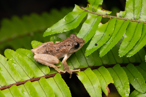 Temple Tree Frog, photo 8 of 8