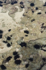 Echinometra lucunter