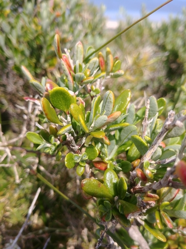 Image of Berry Saltbush (Chenopodium baccatum) by (c) Sam Wilson, some rights reserved (CC BY-SA)