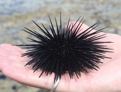 Echinometra lucunter