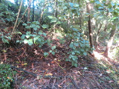 Podocarpus totara