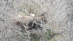 Caracara plancus