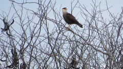 Caracara plancus