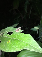 Boana appendiculata