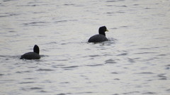 Fulica armillata