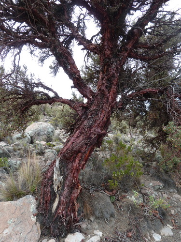 Polylepis tarapacana, photograph 6
