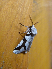 Declana egregia