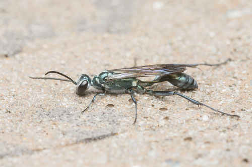 Oriental Mud-dauber Wasp