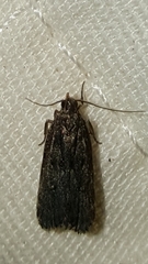 Dichomeris juncidella