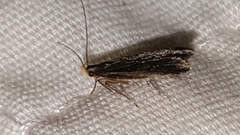 Dichomeris juncidella