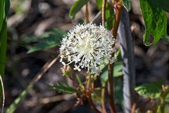 Trachymene composita