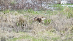 Caracara plancus
