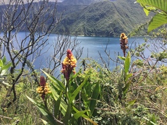 Elleanthus myrosmatis