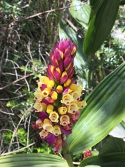 Elleanthus myrosmatis