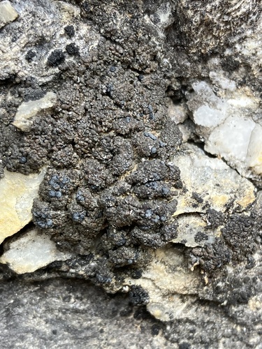 Toninia squalida