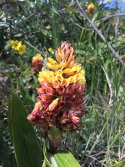 Elleanthus myrosmatis