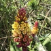 Elleanthus myrosmatis - Photo (c) Daniel Arias-Cruzatty, some rights reserved (CC BY-NC), uploaded by Daniel Arias-Cruzatty