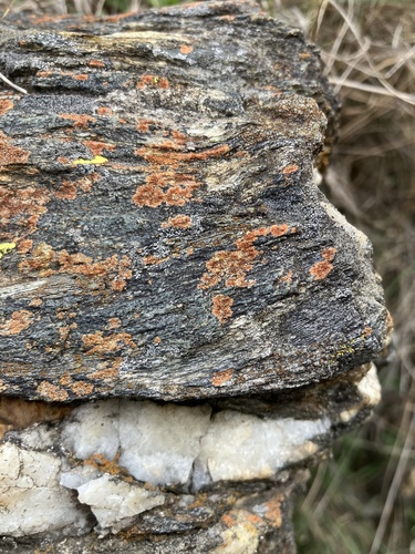 Rose Gold Lichen
